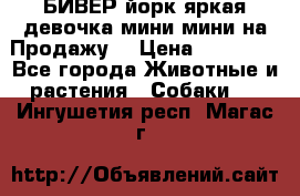 БИВЕР йорк яркая девочка мини мини на Продажу! › Цена ­ 45 000 - Все города Животные и растения » Собаки   . Ингушетия респ.,Магас г.